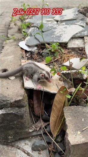 Sóc bay úc siêu víp caramel albino mosiac #socbayuc