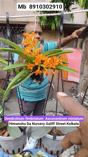 Species Dendrobium Fimbriatum & Ascocentrum Miniatum #shorts #price