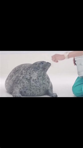 Cute Seal Moment: Adorable Seal Clip (Short)
