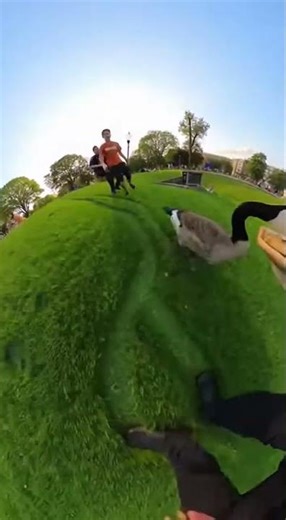 Goose Outruns Cops for Lunch!
