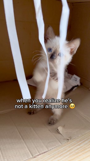 still our spoiled baby kitten no matter what 🥹 #cutecats #cutekittens | TOFU