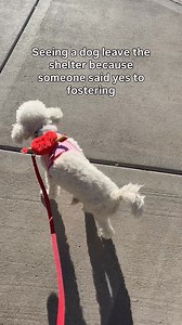 Fosters make or break our rescue! And we desperately need more fosters! Please consider it 💕 Apply today ➡️ https://arizonapoodlerescue.org/dog-foster/ And if you can’t foster consider a donation 🐾 | Arizona Poodle Rescue