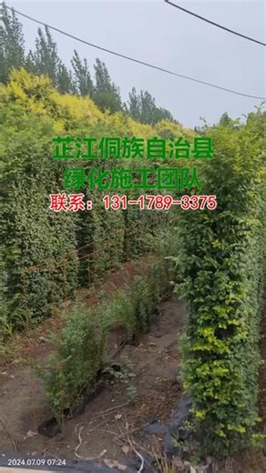 芷江侗族自治县绿化施工团队 芷江侗族自治县绿化施工团队 专业园林绿化施工服务商，承接市政、厂区、小区、庭院等全场景绿化工程，提供勘测-设计-施工-养护一体化解决方案，团队专业、设备齐全、苗木优质，严控施工周期与质量，高效履约，助力打造生态、美观、可持续的绿化项目！包括怀化市的中方县、芷江侗族自治县、会同县、溆浦县、洪江市都可上门施工#观赏苗木基地 #观赏树木批发 #绿化苗木批发