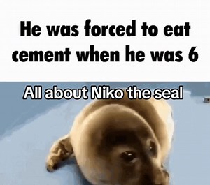 Meet Niko the Seal: The Playful Baikal Seal