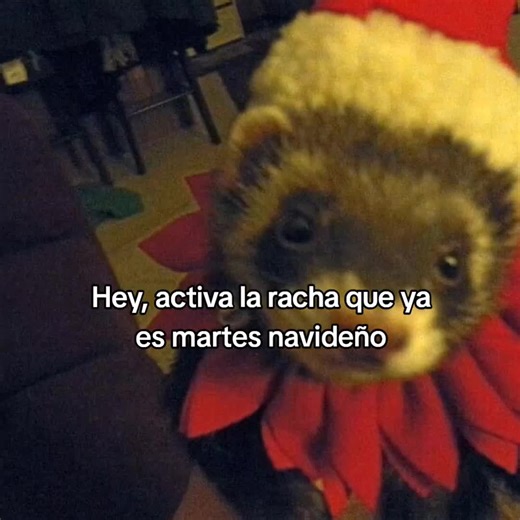 martes navideño #viral #parati #mapacheslover #catlover | catlover