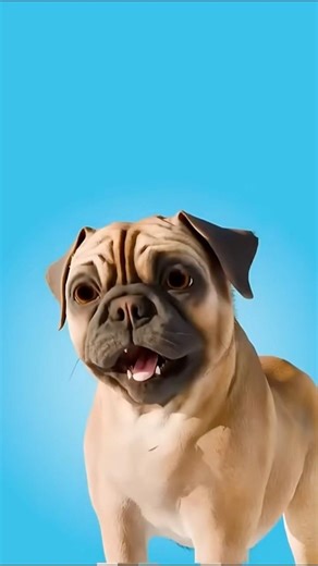 Why do pugs barely breathe? 🐶😮‍💨