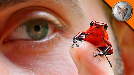 Cute… but toxic! Strawberry poison frog