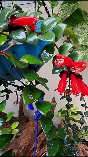 lipstick plant #amazingnature #LipstickPlant #Houseplants #IndoorPlants