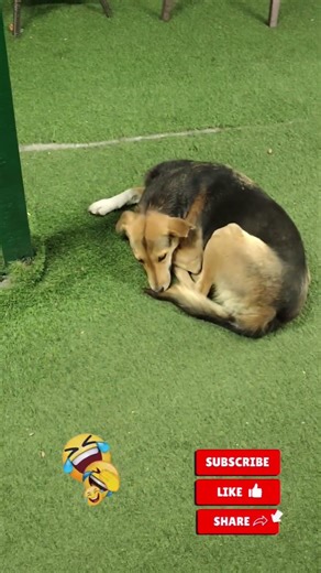 funny dog #funny #viral #dog #reels