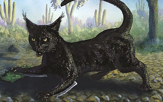 [可怕的小动物]北美荒漠中的奇特生物——仙人掌猫（Cactus Cat）