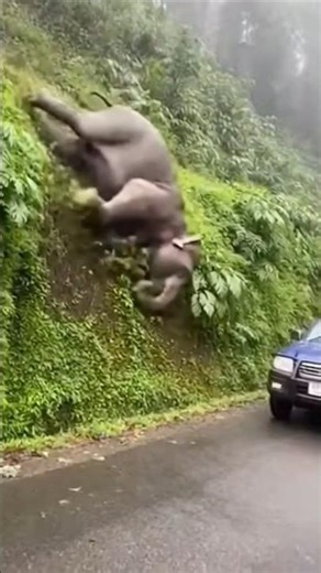 Car Ke Samne Pahadi Se Girta Haathi 🐘😱 Heart Stopping Scene!