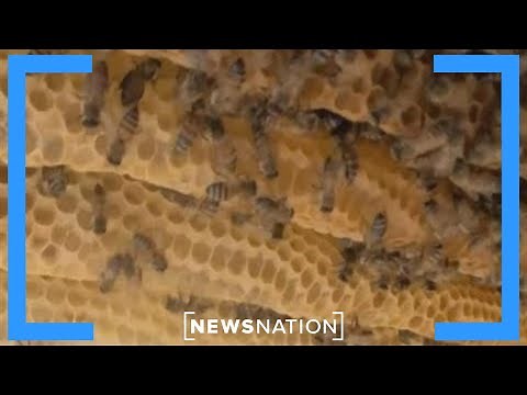 Ohio man stung by bees 20,000 times | NewsNation Prime