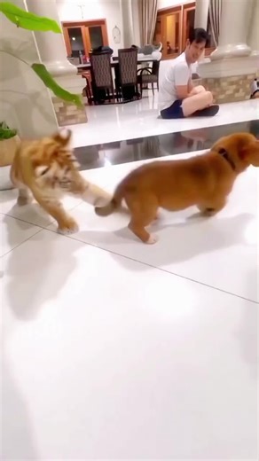 dog and tiger fighting video. #petsdog #tiger #cuteanimals #cutetiger