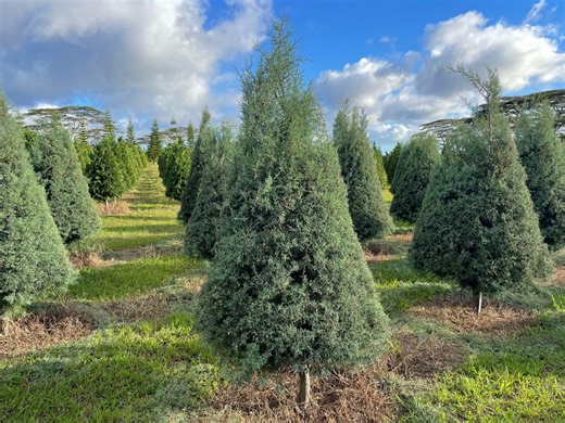 Still in need of a fresh Christmas tree? You should go here: