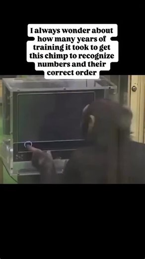 I always wonder about how many years of training it took to get this chimp to recognize numbers and their correct order. The memory is impressive, (I’m more impressed by the processing speed) but that’s not even half the story here. #fblifestyle | Jerry Adriko