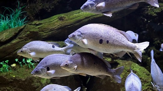 Fish Tank, Fish, Underwater. Free Stock Video