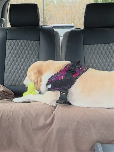 Max's New Toy from Port Orchard Animal Clinic