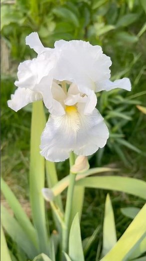 The First Bloom of “Immortality” | Tall Bearded Iris Season （1）Begins#gardening #flowers #iris