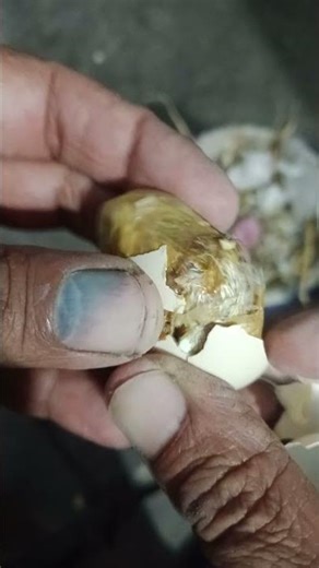 baby chicken hatch at human hand