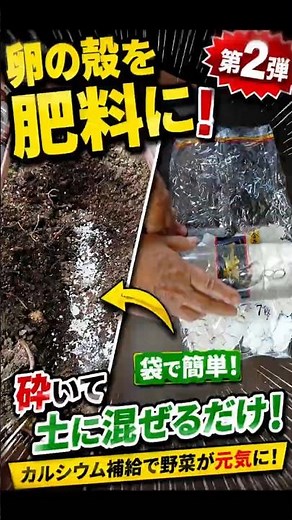 Turn Eggshells into Fertilizer! Calcium Boost for $0【Home Gardening】