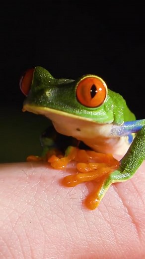41K views · 398 reactions | The red-eyed leaf frog is one of the most famous frogs on the planet! #coyotepeterson #frog #nature #outdoors | Coyote Peterson | Facebook