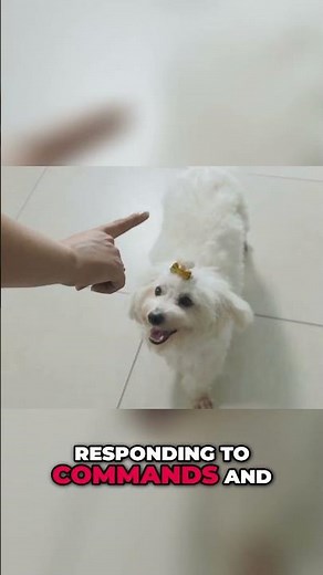 Dog Intelligence: Unveiling Canine Cognitive Abilities & Language!