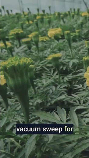 Yellow Sticky Traps Actually Work on Whiteflies #gardening #diy #pestcontrol