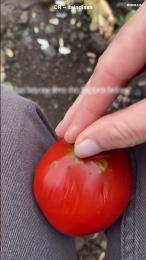 Alien Tomato