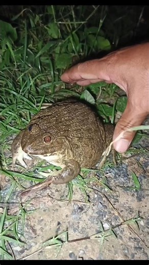 Funniest FROGS JUMPING😂😁 #jumping #frog #animals #funny #fun