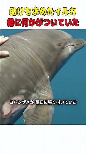 助けを求めて人間に近づいてきた野生のイルカ 🐬❤️ #イルカ #動物レスキュー #感動