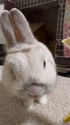 Rabbit eating banana ASMR 🍌 | Omochi