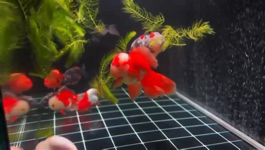 2.3K views · 50 reactions | Singapore Top 50 Most Powerful Goldfish Tanks 2025 Contestant 028 Tank Size: 120 x 60 x 47cm | Singapore Goldfish 新加坡金鱼 | Facebook