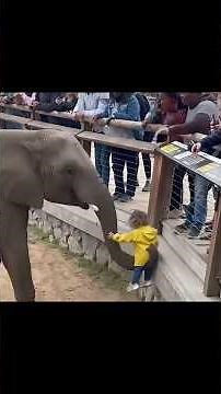 🐘✨ఏనుగులకు కూడా పెడిక్యూర్ అవసరమా? నిజం విని ఆశ్చర్యపడ్తారు!