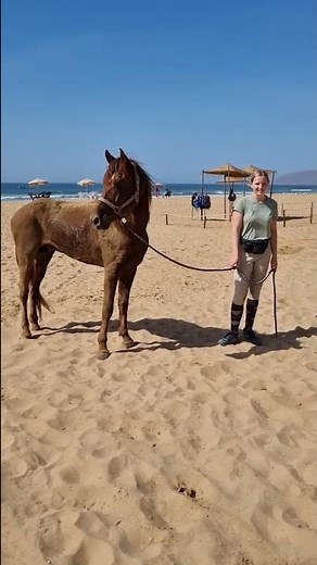 Robert, étalon 5 ans arabe barbe. Stallion horse, cheval entier à la plage