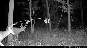 The BuckBranch by BuckStik. Start putting Mature Bucks where you want them with BuckStik. See more at BuckStik.com #BuckStik #BuckBranch #MockScrape #MockScrapes #Lickingbranch #whitetaildeer #deer #bigbucks #spypoint | BuckStik