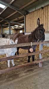 Ok Mum, you scratch your head and I'll scratch my chin ❤ Mother and son, Pearl and Freddie, do some mutual grooming........apart? 😅 Have a super day everyone, we are open for donkey visits. Take care xxxxxx | The Flicka Foundation Donkey Sanctuary