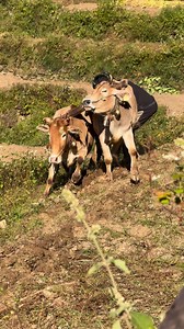 Jai bhai ke bail | Arjun Singh Negi Arjun