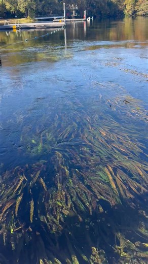 Cal Jamison on Reels