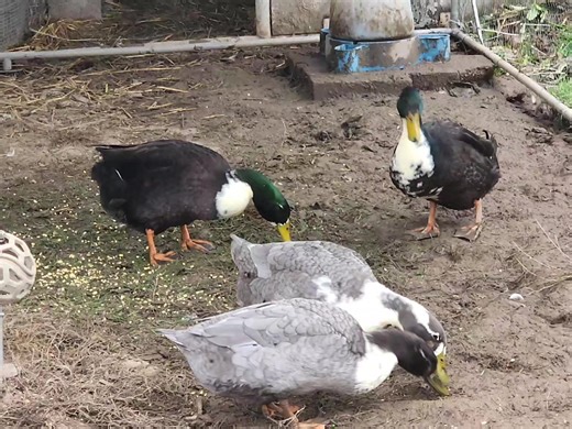 LP, Stacey, Brent and Angus enjoying their Tuesday #ducks #ducklove #ducklife #ducktime🦆 #ducksoftiktok