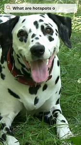 Hey dog parents! Ever noticed a red, oozing spot on your fur baby's skin? These are known as hot spots, or in more scientific terms, acute moist dermatitis or pyotraumatic dermatitis. They're not just a minor irritation but can escalate if left untreated. Here's a quick rundown: 🔍 What are they? Hot spots are inflamed skin lesions caused by excessive scratching, chewing, or licking. They start as a small red bump but can quickly spread due to bacterial infections. Common areas include the head,