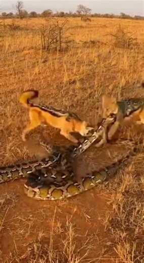 2 Jackals vs 2 Pythons - Wild Showdown #animals #wildlife #nature