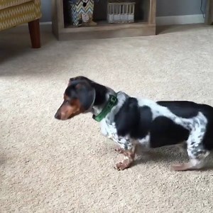 Our original iFetch. Perfect for small to midsize dogs! (credit: @psychomotomom) | iFetch