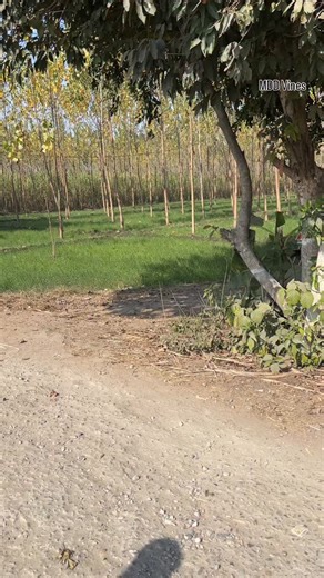 MDD_Vines on Instagram: "निकल गई हेकड़ी 😂😂 @mdd_vines . . . #mdd_vines #comedy #funny #funnyvideos #viralreels"