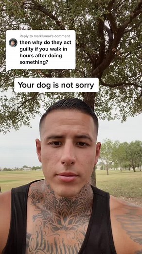 Understanding Dog Behavior: The Truth Behind Submissive Actions