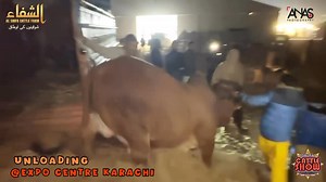 1.2K views · 79 reactions | Al-Shifa Cattle Farm is all set to host Dalfa Season 4 ✨ Do visit our stall and enjoy watching our animals ❣️ | Karachi Cows mandi collection | Facebook