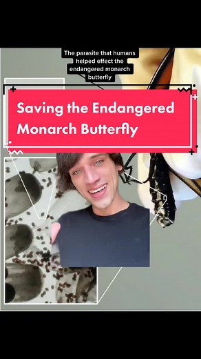 Monarch Butterfly Survival: Importance of Native Milkweed