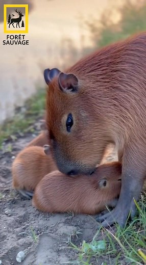1K views | Plongez dans le monde fascinant des animaux sauvages  !...