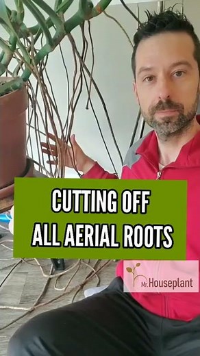 Cutting off all aerial roots on Monstera Deliciosa