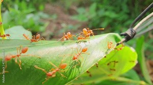 Red ants build nests, red ant family, nature of red ants