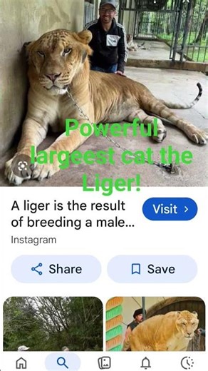 the most powerful largest cat mixed breed the Liger ❤️❤️